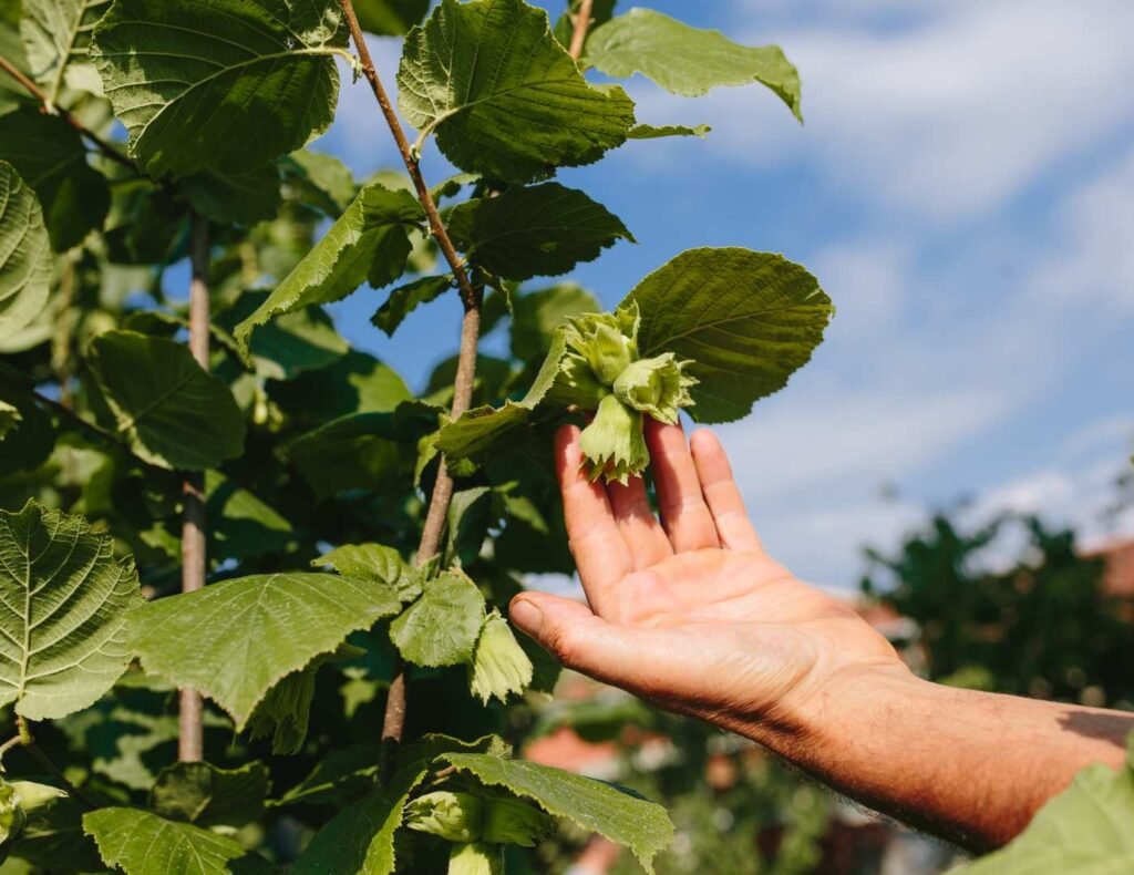 cueillette des noisettes de cervione