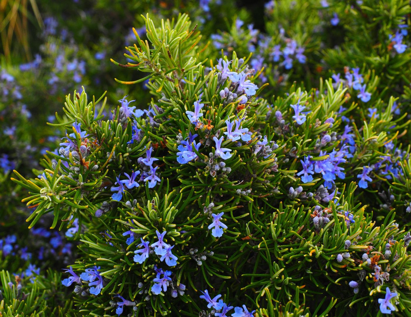 Sora Romarin