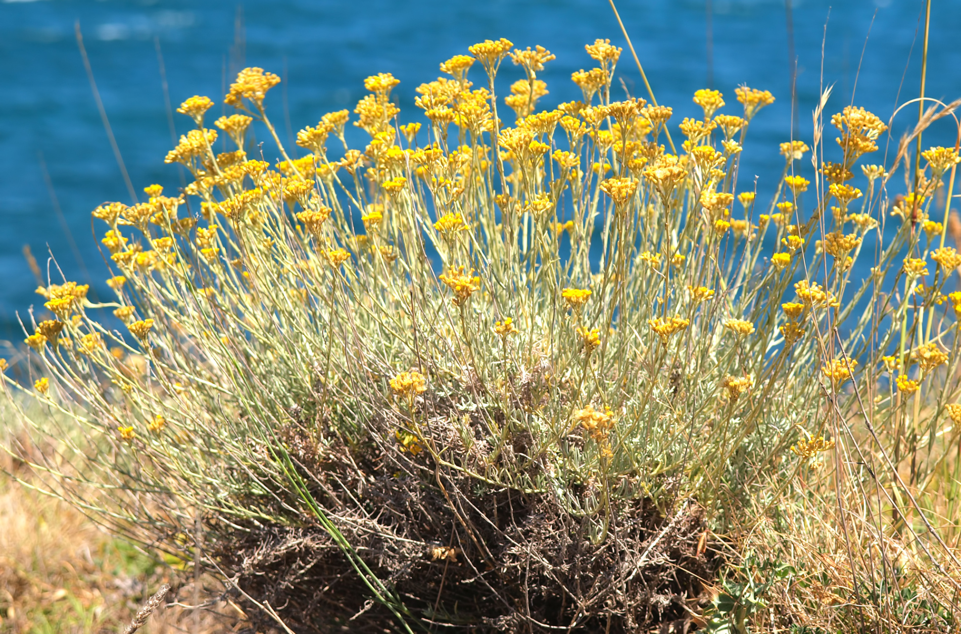 Sora Immortelle Corse Mer